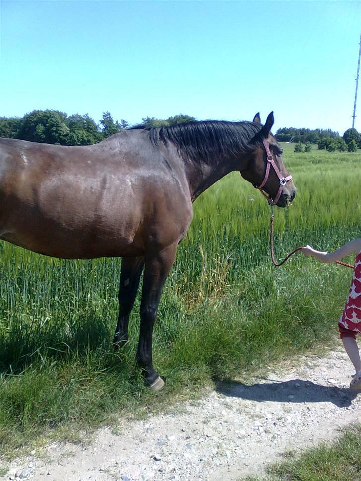 Dansk Varmblod R.I.P flicka billede 11