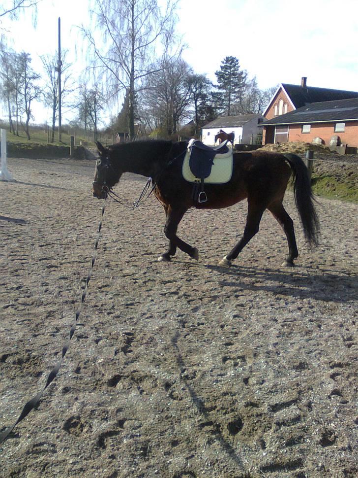 Dansk Varmblod R.I.P flicka billede 12