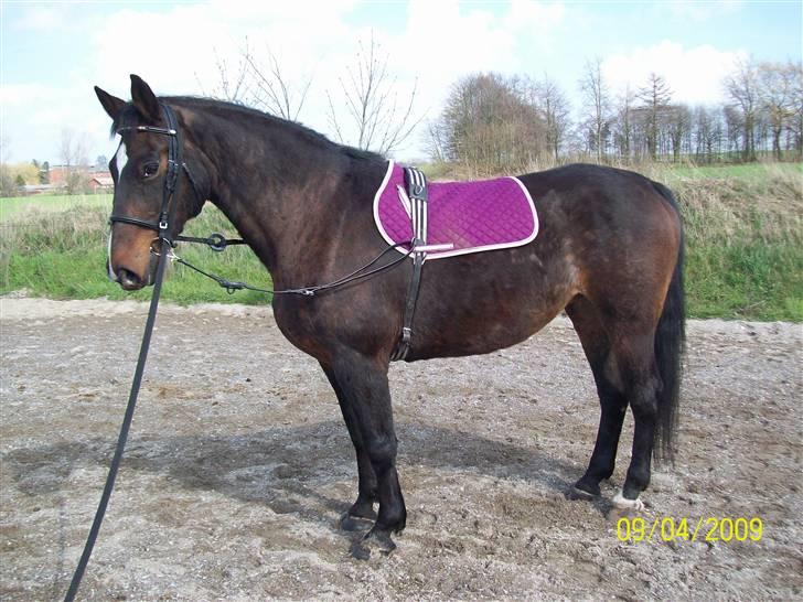 Dansk Varmblod R.I.P flicka billede 13