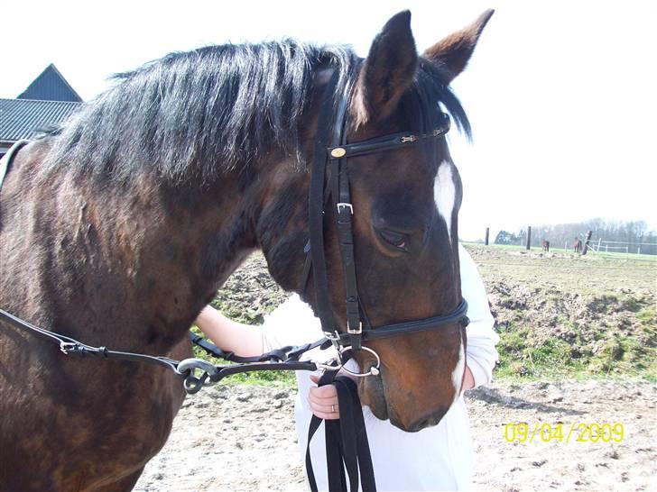 Dansk Varmblod R.I.P flicka billede 14