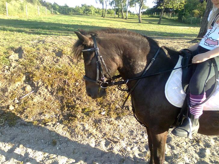 Anden særlig race solgt  molly billede 14