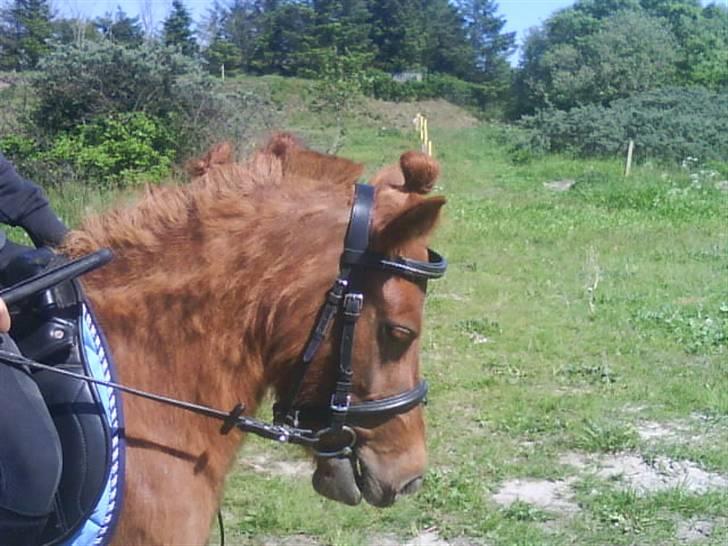 Shetlænder tøsen<3 - er hun ikk bare flot <33 billede 6