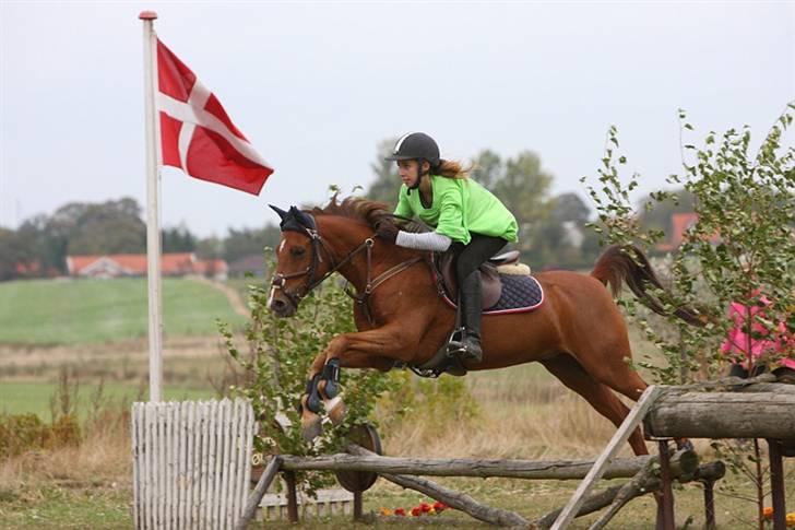 Hollandsk Sportspony Zorro  - Falken terrængspring. <3 billede 18