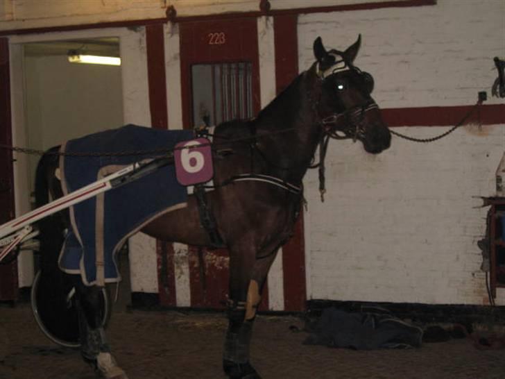 Traver Nimbus ( pas hest) Solgt  - Nimmer på stald gangen før løb billede 12
