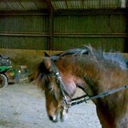 Anden særlig race Fighter