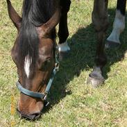 Hannoveraner Dollart Girl 