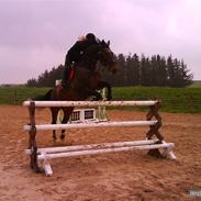 Dansk Varmblod Ganda-Light R.I.P. <3