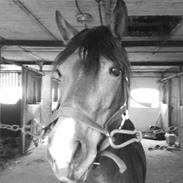 New Forest Flintdales Liv