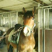 New Forest Flintdales Liv