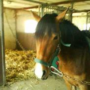 New Forest Flintdales Liv