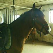 New Forest Flintdales Liv