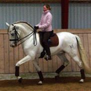 Pura Raza Española Legionario XXVI