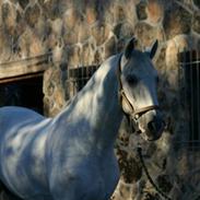 Pura Raza Española Legionario XXVI