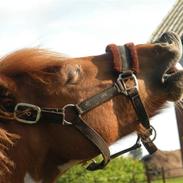 Anden særlig race Sonny ( Stines )