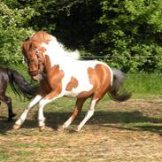 Anden særlig race Sonny ( Stines )