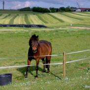 Anden særlig race Fighter