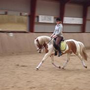 Anden særlig race Stella