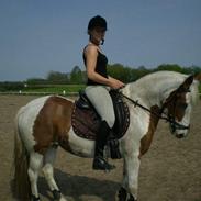 Anden særlig race Stella