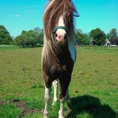 Anden særlig race Funny Spot