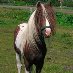 Anden særlig race Funny Spot