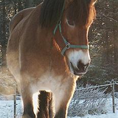 Nordsvensk Skovhest Bork *RIP*