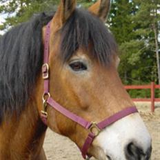 Nordsvensk Skovhest Bork *RIP*