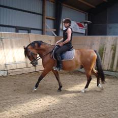 Anden særlig race Sir Richard rideskolepony