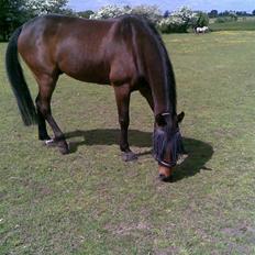 Anden særlig race Manse<33