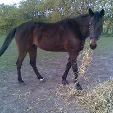 Anden særlig race Manse<33