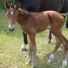 Dansk Varmblod Manifique *død*