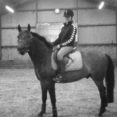 Anden særlig race Inholdts Shitan