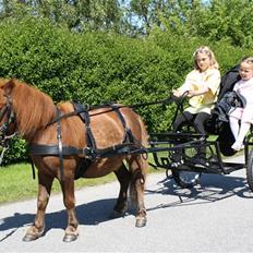 Shetlænder ++Hansen.*SOLGT*