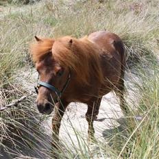 Shetlænder ++Hansen.*SOLGT*