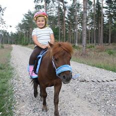 Shetlænder ++Hansen.*SOLGT*