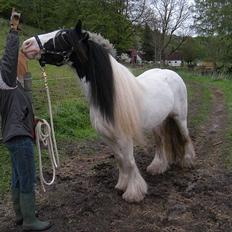 Irish Cob Whitey