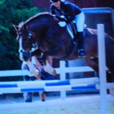 Anden særlig race Sasha