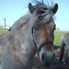 Fjordhest Kvornings Tanja* *SOLGT**