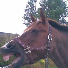 Anden særlig race Sasha