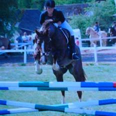 Anden særlig race Sasha