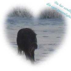 Anden særlig race Chamal