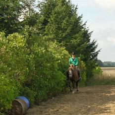 Anden særlig race Jaugelin