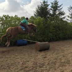 Anden særlig race Jaugelin