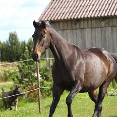 Fuldblod (XX) Fru Larsen *solgt*