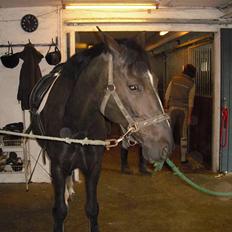 Svensk Varmblod Azton *solgt*