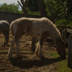 Irish Cob Crossbreed Remix - * Solgt *