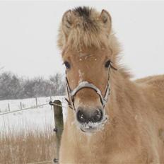 Fjordhest Silas 