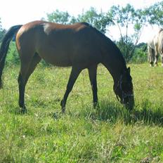 Anden særlig race Wieb *solgt*