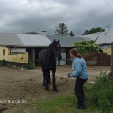 Anden særlig race fillippa(solgt)