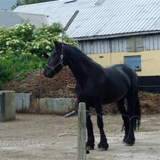 Anden særlig race fillippa(solgt)