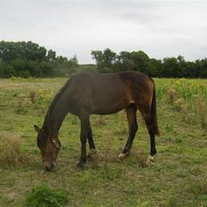 Anden særlig race Hugo - SOLGT